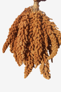 Petdoys Kuşlarınız Için Taze Yeni Mahsül Doğal Dal Darı - 1 KG - PETDOYS