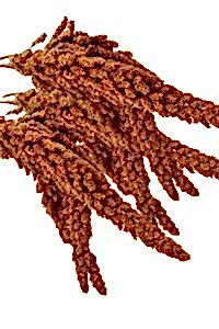 Petdoys Kuşlarınız Için Taze Yeni Mahsül Doğal Dal Darı - 250 Gram - PETDOYS