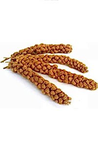 Petdoys Kuşlarınız Için Taze Yeni Mahsül Doğal Dal Darı - 500 Gram - PETDOYS